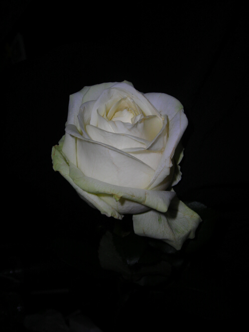 Een witte roos en een blauwe noot