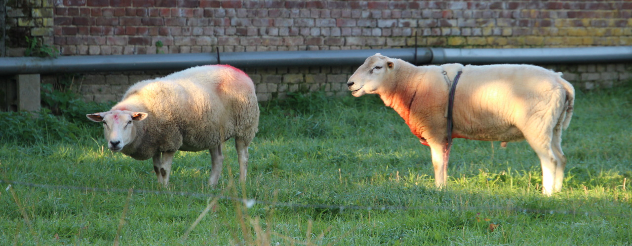 Een unieke inkijk in een schapenleven
